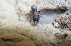 Camponotus dumetorum