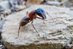 Camponotus dumetorum