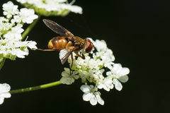 Ectophasia leucoptera