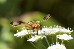Ectophasia leucoptera