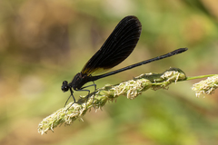 Calopteryx haemorrhoidalis