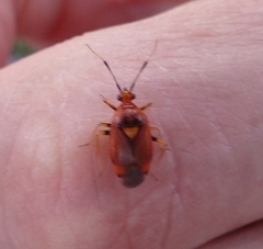 Deraeocoris ruber