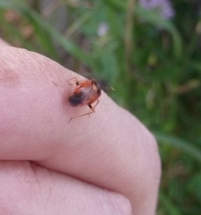 Deraeocoris ruber
