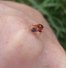 Deraeocoris ruber