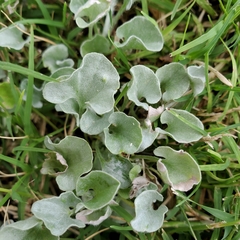 Dichondra argentea