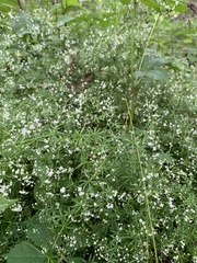 Galium concinnum