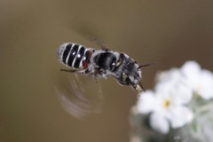 Proteriades