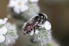 Proteriades