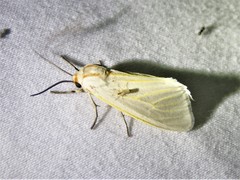 Pygarctia abdominalis