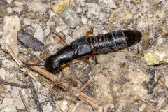 Dinothenarus badipes