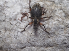 Otiorhynchus sensitivus