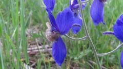 Delphinium sutherlandii