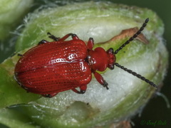 Lilioceris schneideri