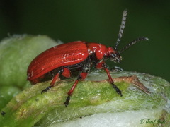 Lilioceris schneideri