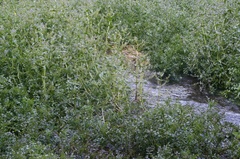 Nasturtium microphyllum
