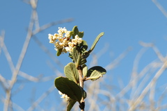 Ceanothus megacarpus megacarpus
