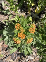 Asclepias tuberosa