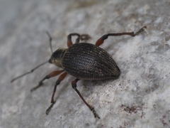 Otiorhynchus sensitivus