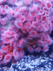 Corynactis californica