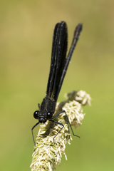 Calopteryx haemorrhoidalis