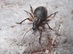 Otiorhynchus sensitivus