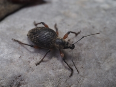 Otiorhynchus sensitivus
