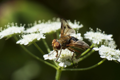 Ectophasia leucoptera