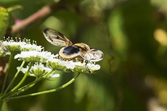 Ectophasia leucoptera