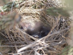 Toxostoma curvirostre