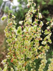 Rumex intermedius