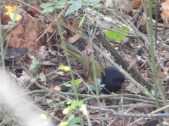 Pipilo maculatus macronyx