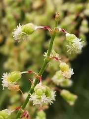 Rumex intermedius