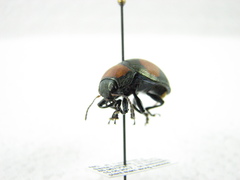 Platyphora bisbimaculata