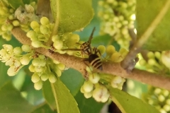 Protonectarina sylveirae