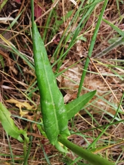 Rumex intermedius