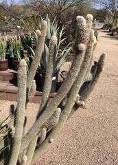 Cleistocactus strausii