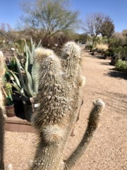 Cleistocactus strausii