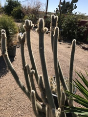 Cleistocactus strausii