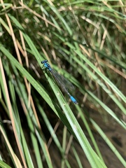 Zoniagrion exclamationis