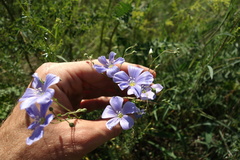Linum perenne