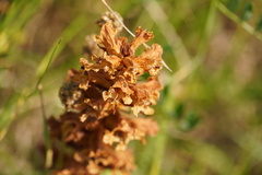 Orobanche gracilis