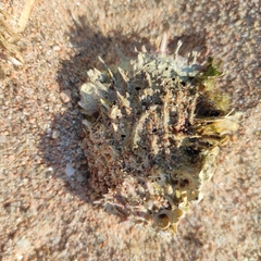 Spondylus gaederopus