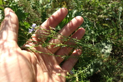 Linum perenne