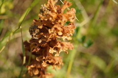 Orobanche gracilis