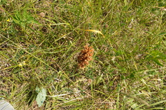 Orobanche gracilis