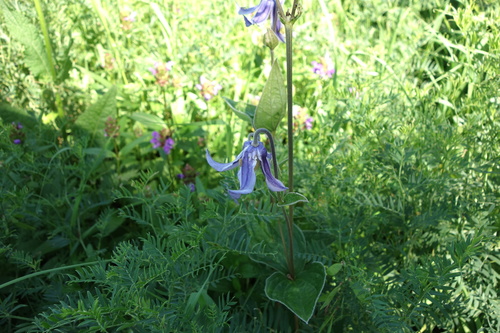 Solitary clematis (Clematis integrifolia)