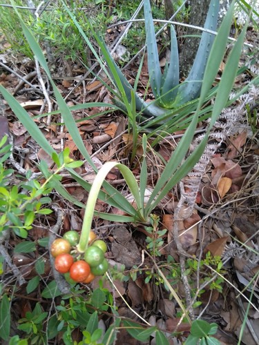 Cryptostephanus densiflorus