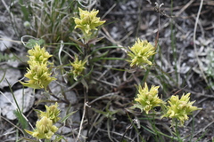 Castilleja septentrionalis