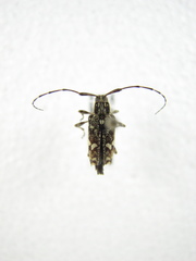 Colobothea distincta