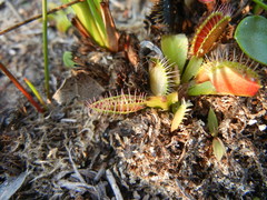 Dionaea muscipula